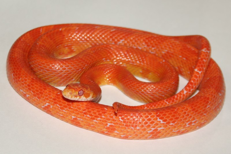 sunkissed amelanistica.jpg