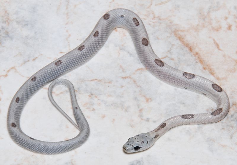 sunkissed anery striped 2.jpg