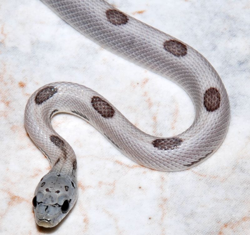 sunkissed anery striped.jpg