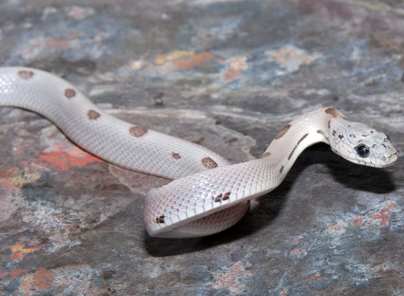 sunkissed aney striped.JPG