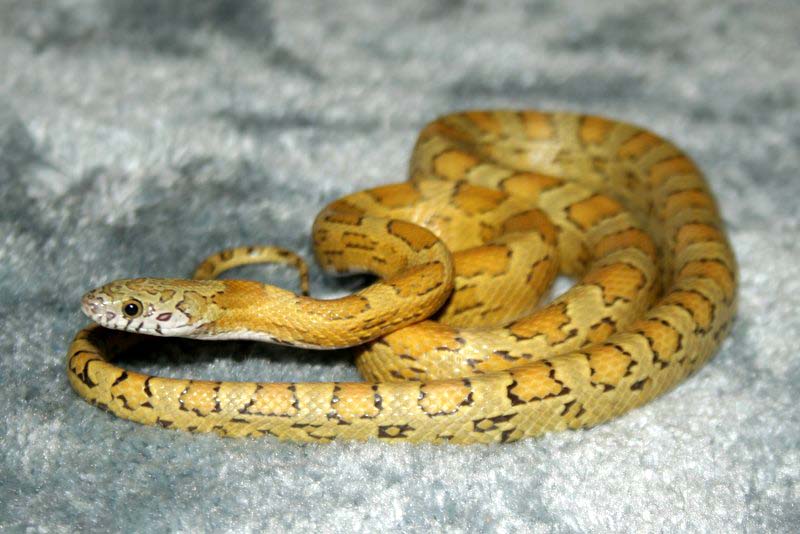 sunkissed caramel 2.jpg