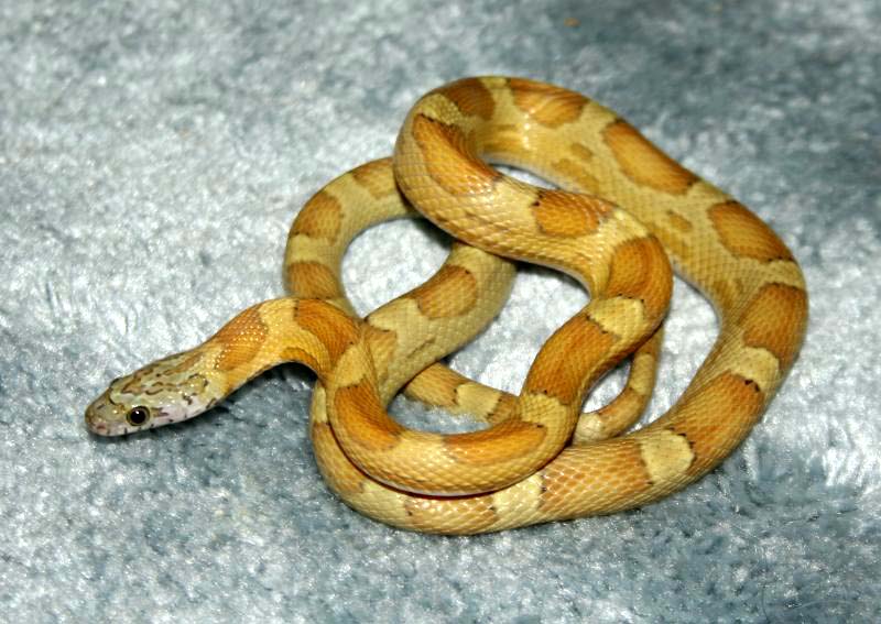 sunkissed caramel.jpg