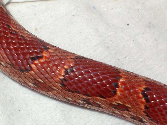 Sunkissed cuerpo mayo 2008.jpg