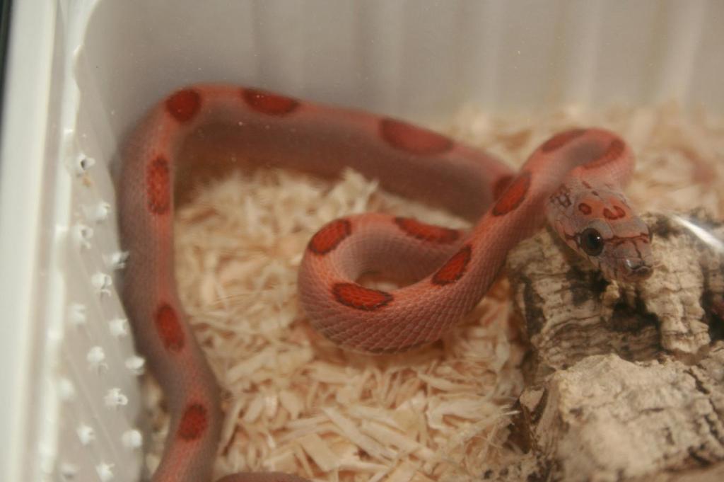 Sunkissed Diffused Stripe 1.jpg