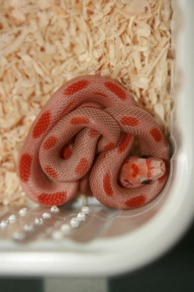 Sunkissed Diffused Stripe.jpg