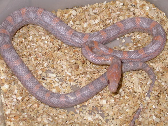 sunkissed hypo lavender.jpg