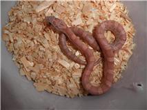 Sunkissed lavender 1.jpg