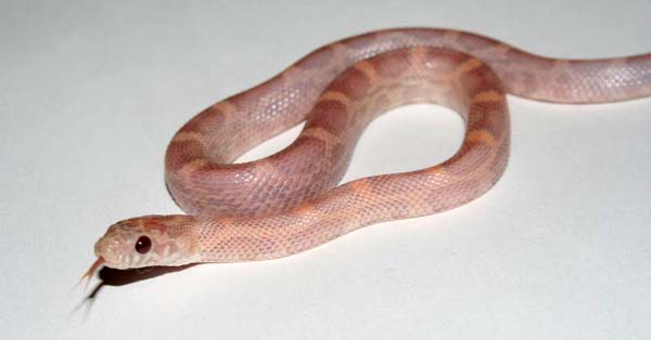 Sunkissed lavender baby.jpg