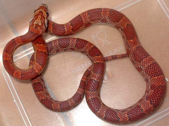 Sunkissed  mayo 2008.jpg