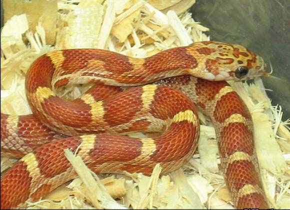 sunkissed motley 1.jpg