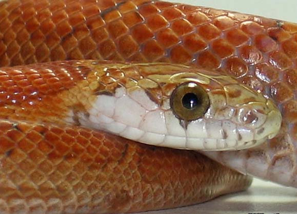 sunkissed motley 2.jpg