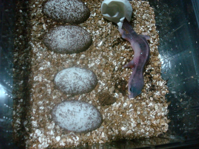 super mack snow 2.1.JPG