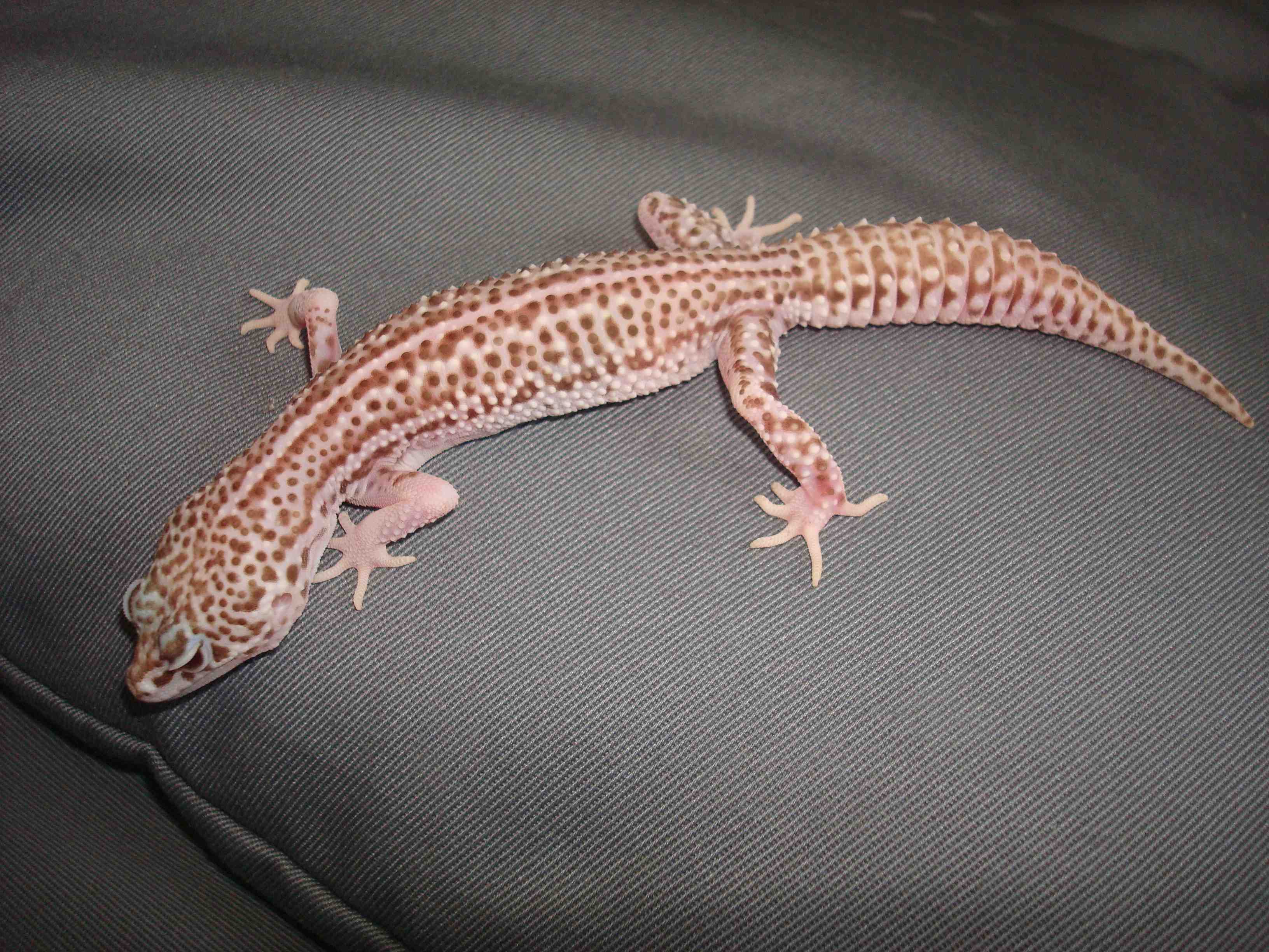 super mack snow bell.jpg