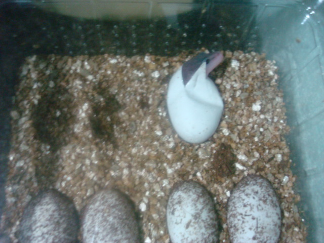 super mack snow2.JPG