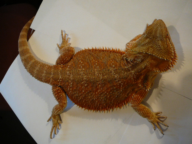 super orange x red.jpg