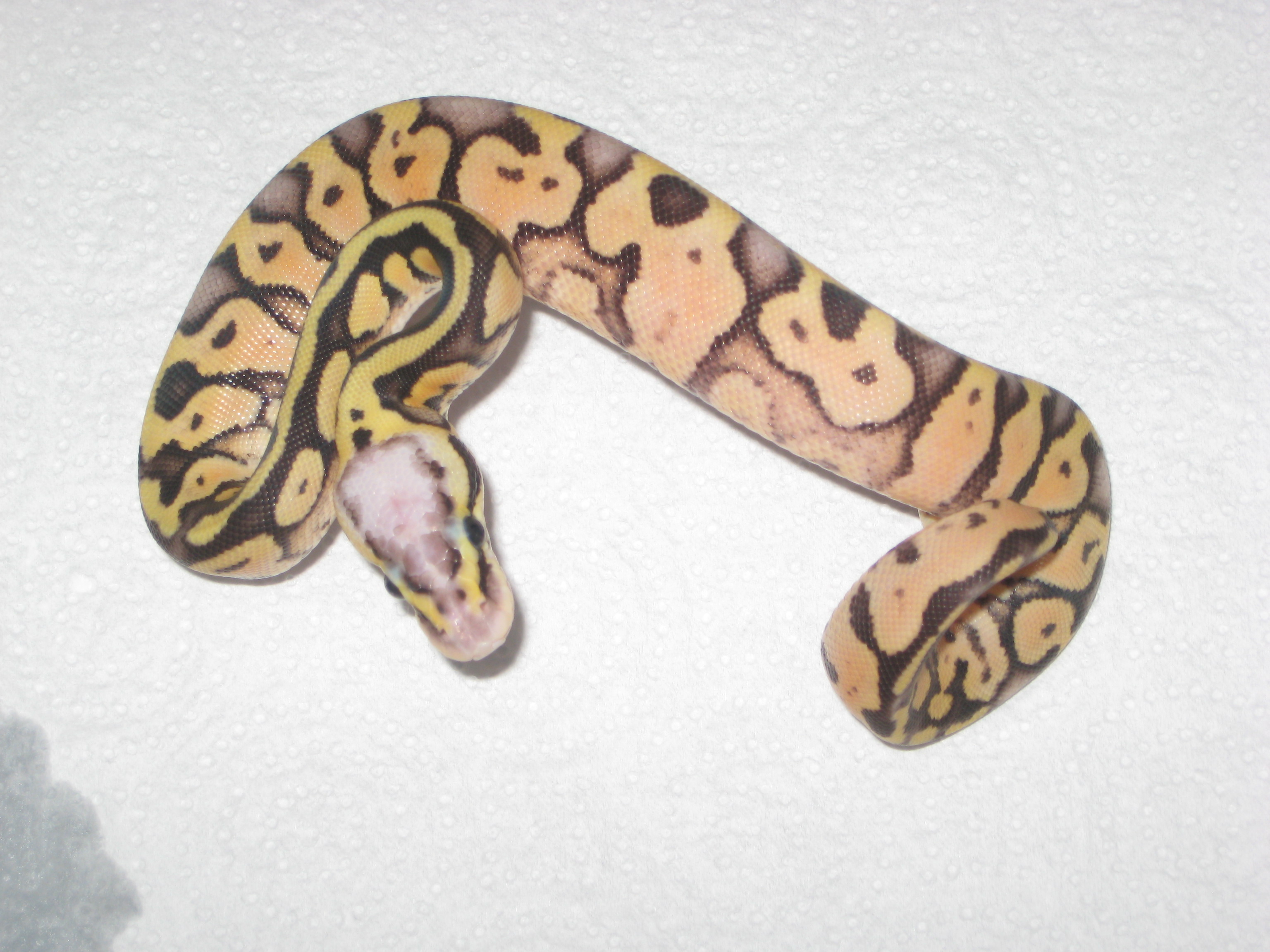 SUPER PASTEL ♀ 1.JPG