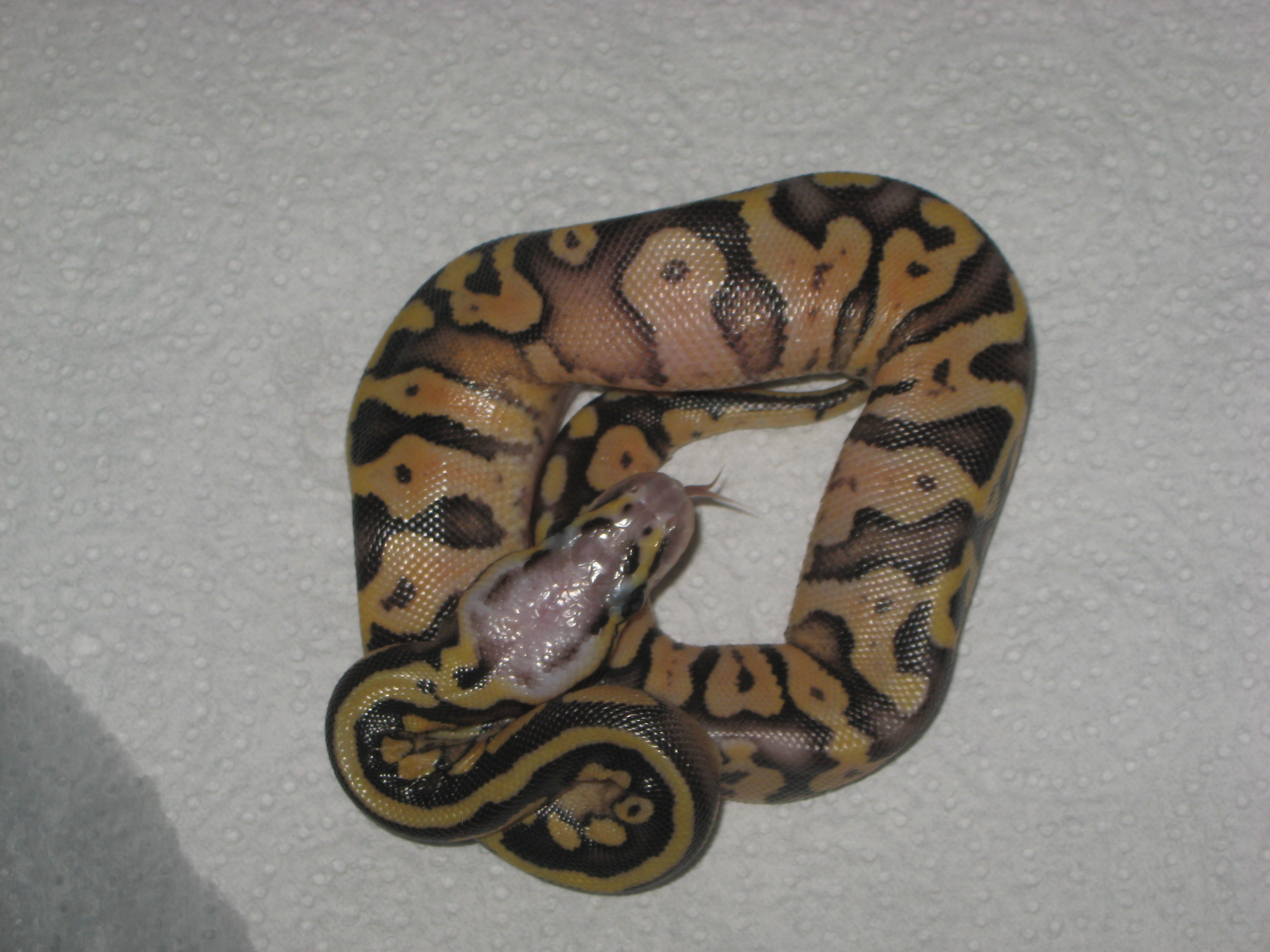 SUPER PASTEL ♀ 2.JPG