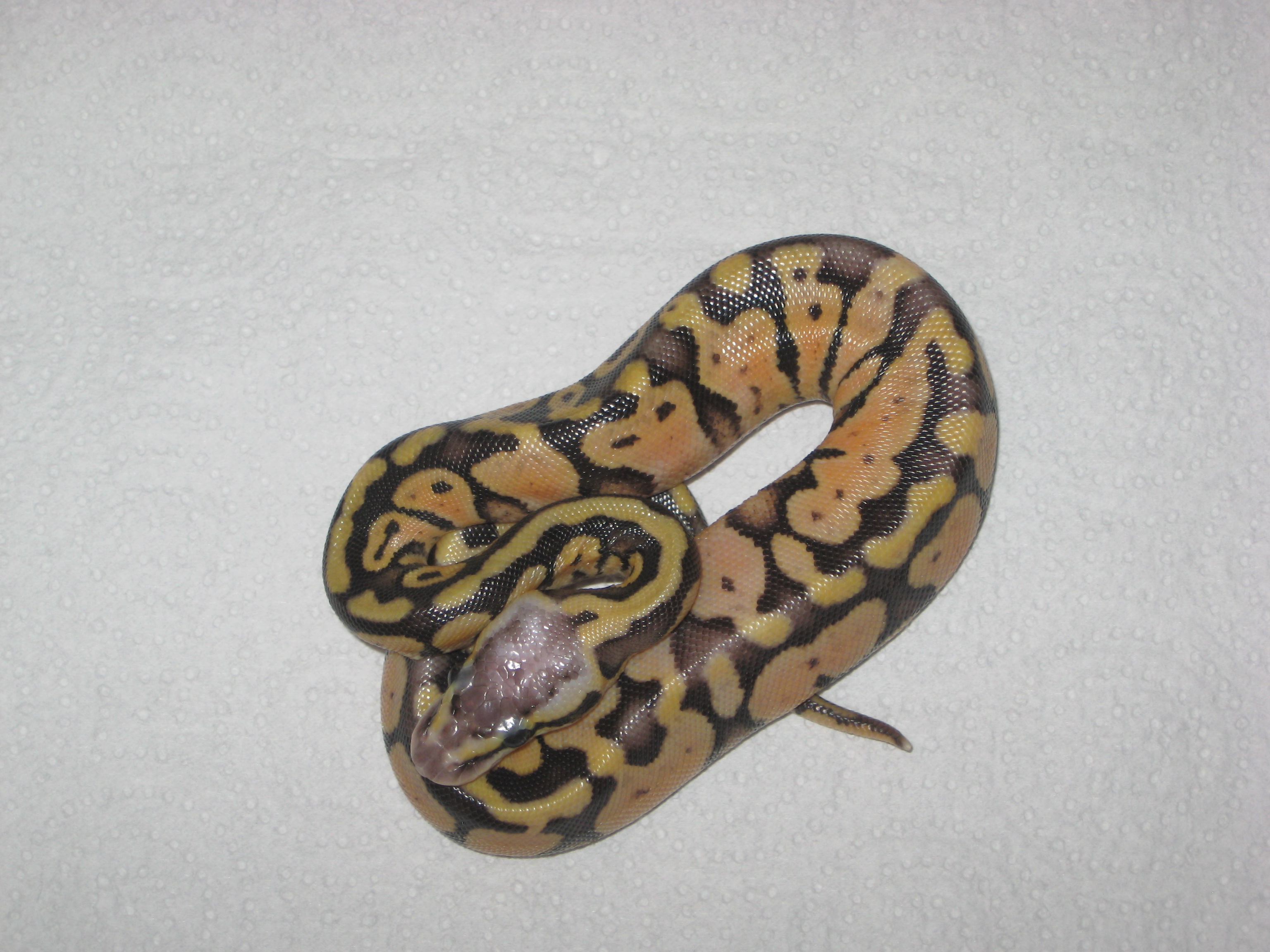 SUPER PASTEL ♂.JPG