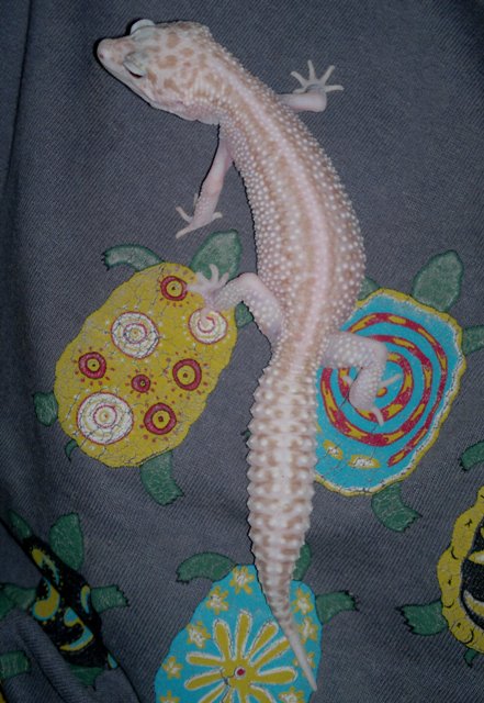 Super Raptor 15DIC.jpg