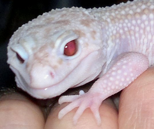 Super Raptor eye 15DIC.jpg