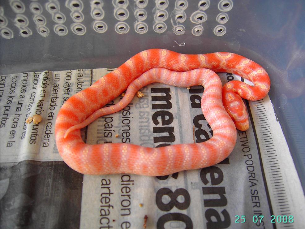 Supercorn 1 naranja fluorescente.JPG