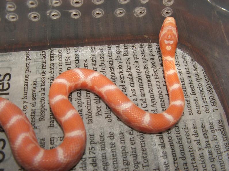 Supercorn 3 supercream.JPG