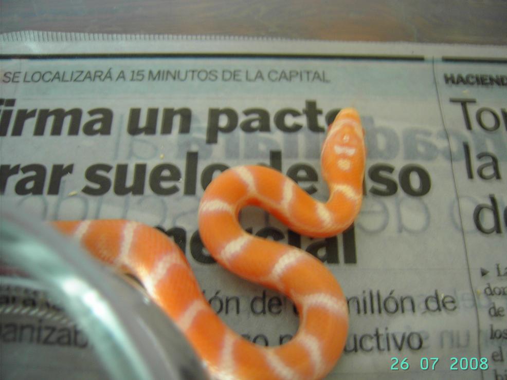 Supercorn 4 supercream.JPG