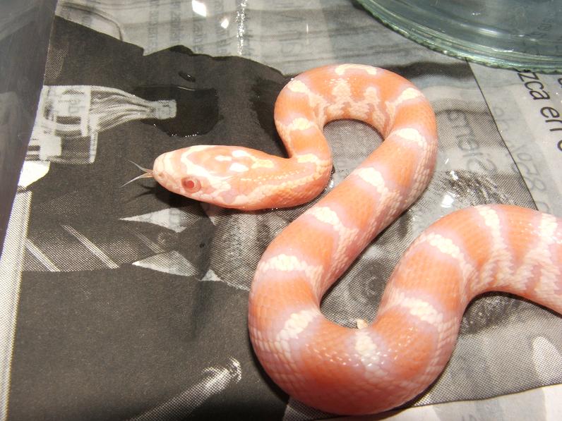 Supercorn 8 snow.JPG