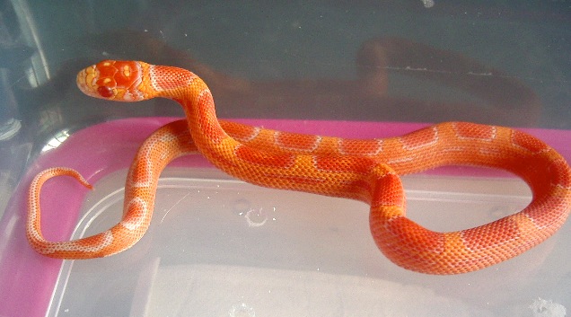 Supercornduran albina