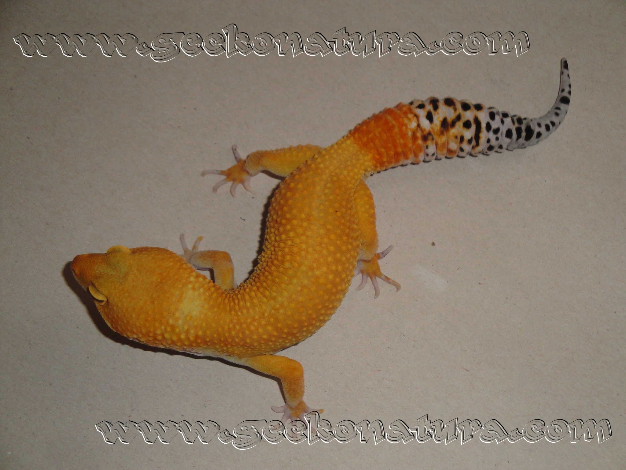 SUPERHYPOTANGERINE CARROT TAIL BALDY MACHO1.jpg