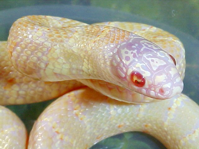 T negative albino Florida king baby