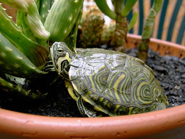 T. scripta scripta.JPG