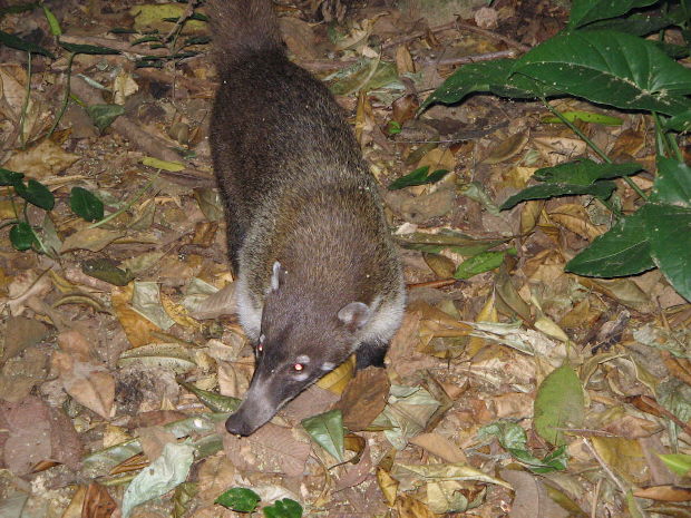 tabasco y palenque 018.jpg