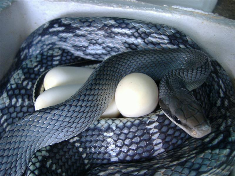 Taeniura Blue Beauty.JPG