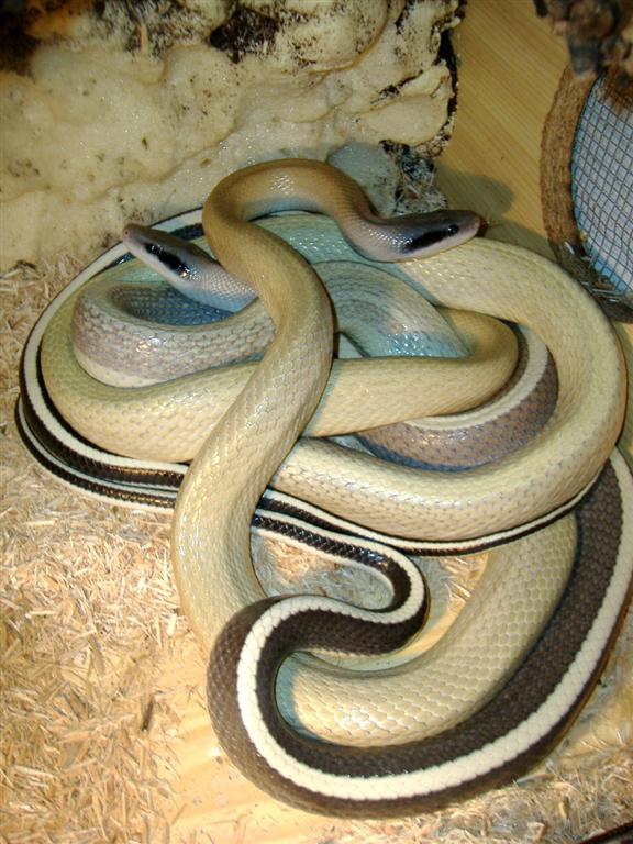 taeniura pareja (Large).jpg