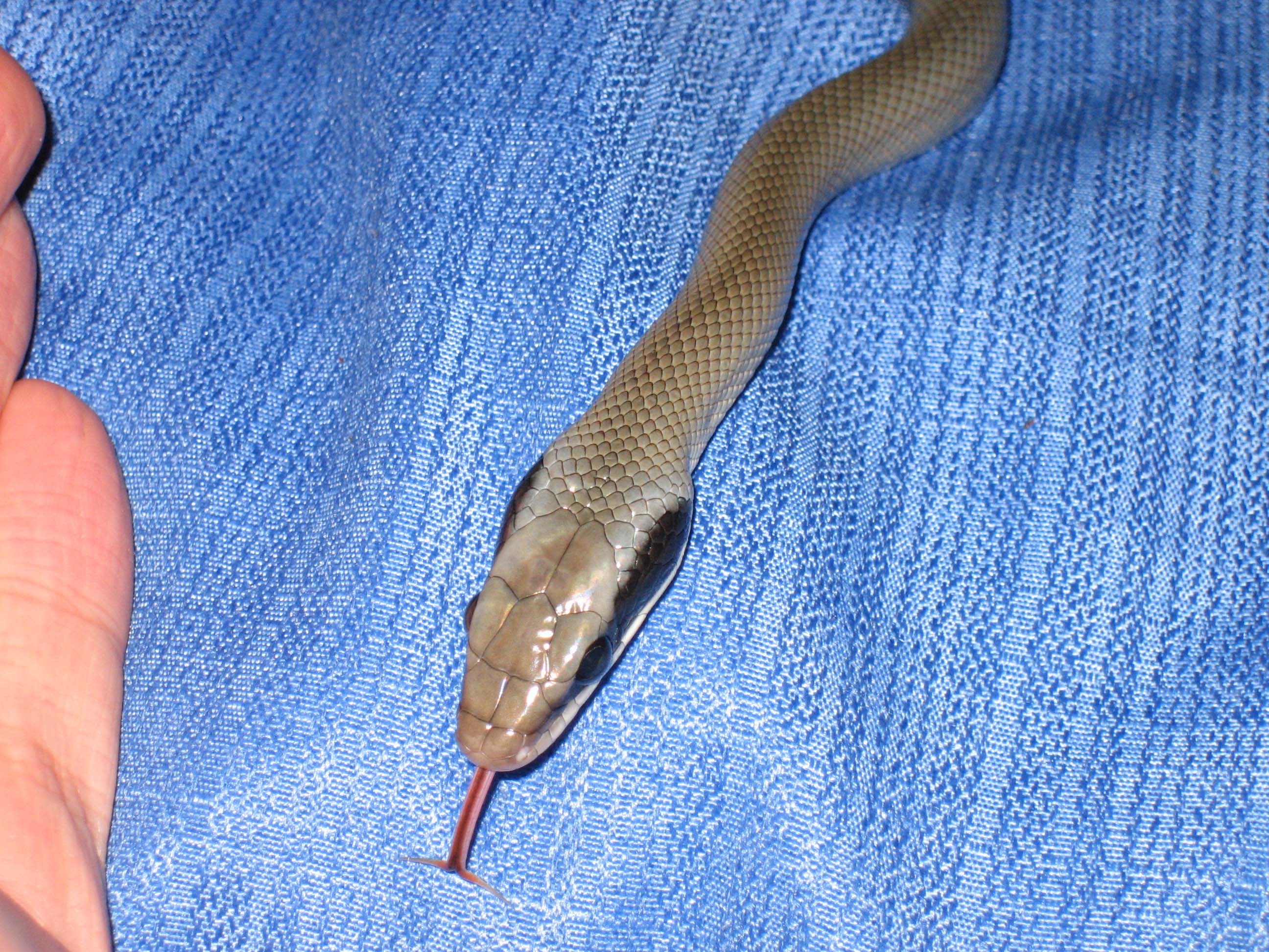 taeniurafebrero 006 copia.jpg