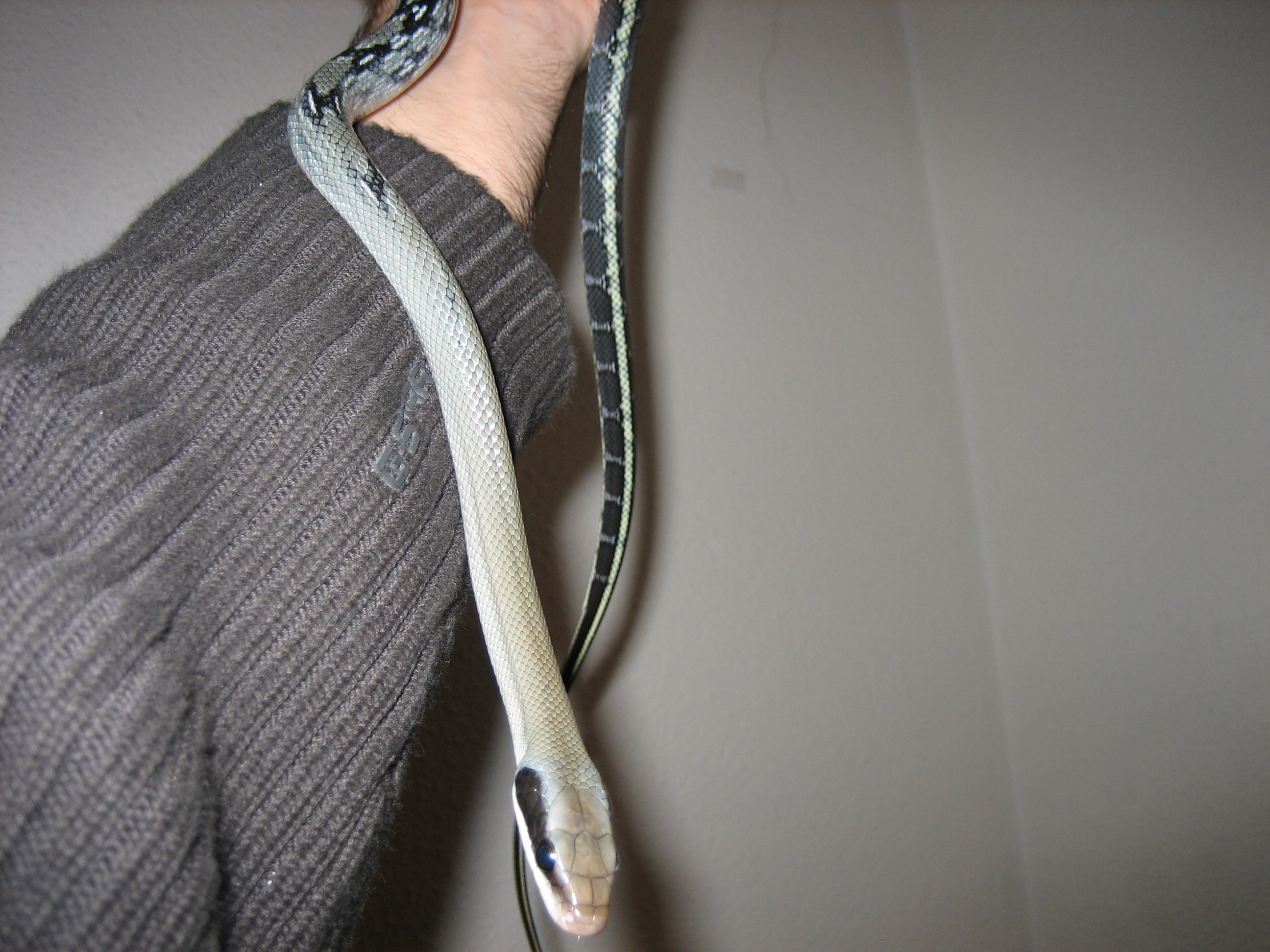 taeniurafebrero 009 copia.jpg