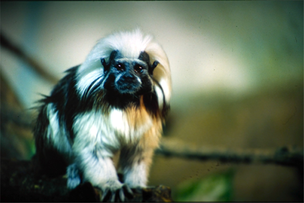 Tamarino algodonoso 01.jpg