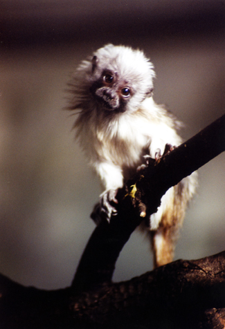 Tamarino algodonoso 02.jpg