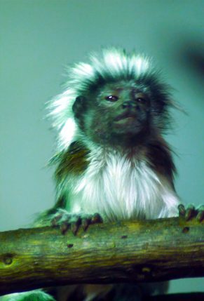Tamarino algodonoso 03.jpg
