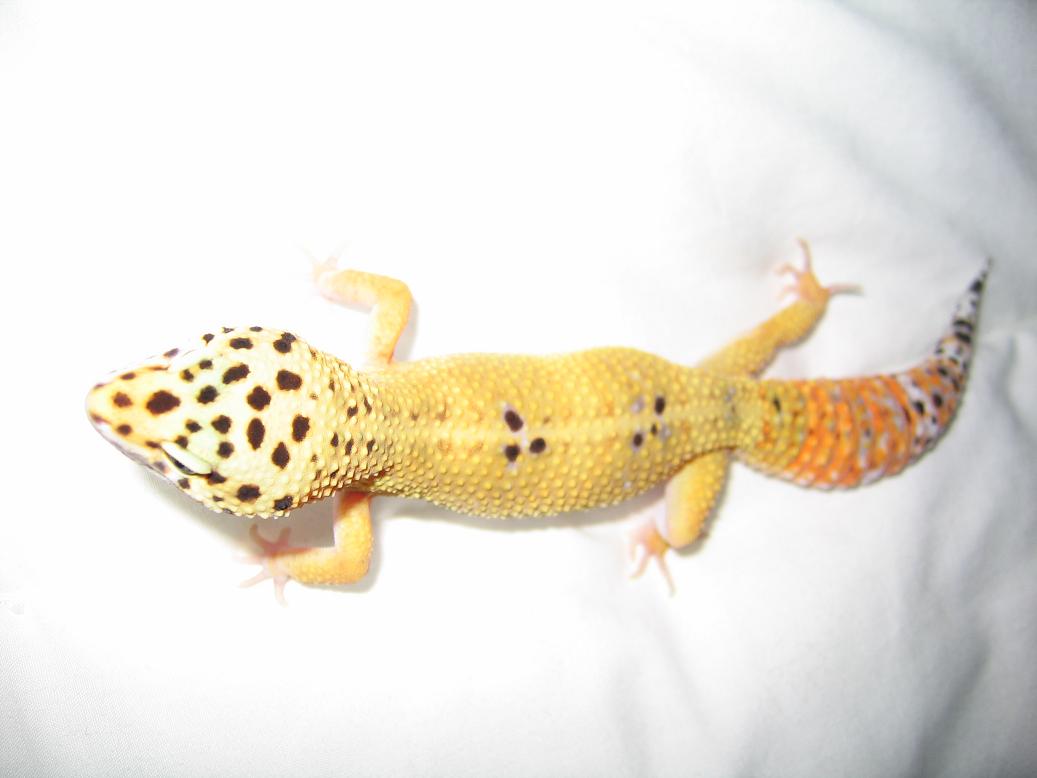 tangerina carrot tail femea 38,5gr net.JPG