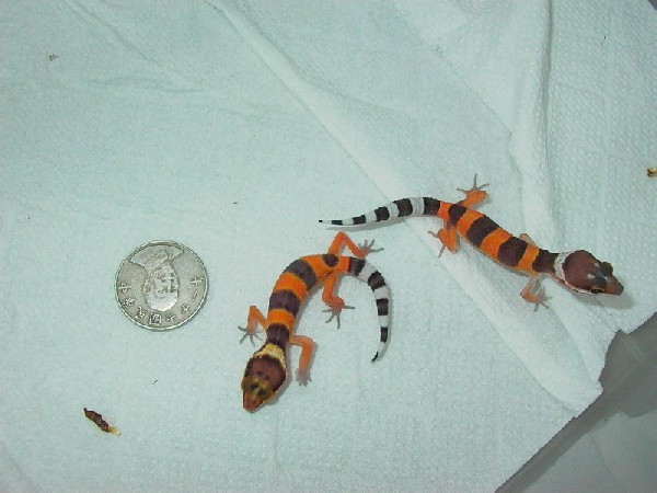 tangerinos babys.jpg