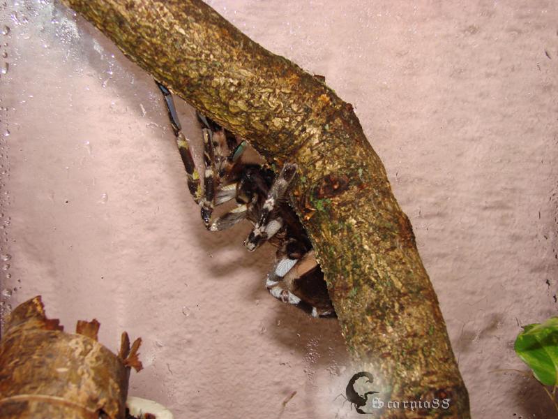 Tarantula 2.jpg