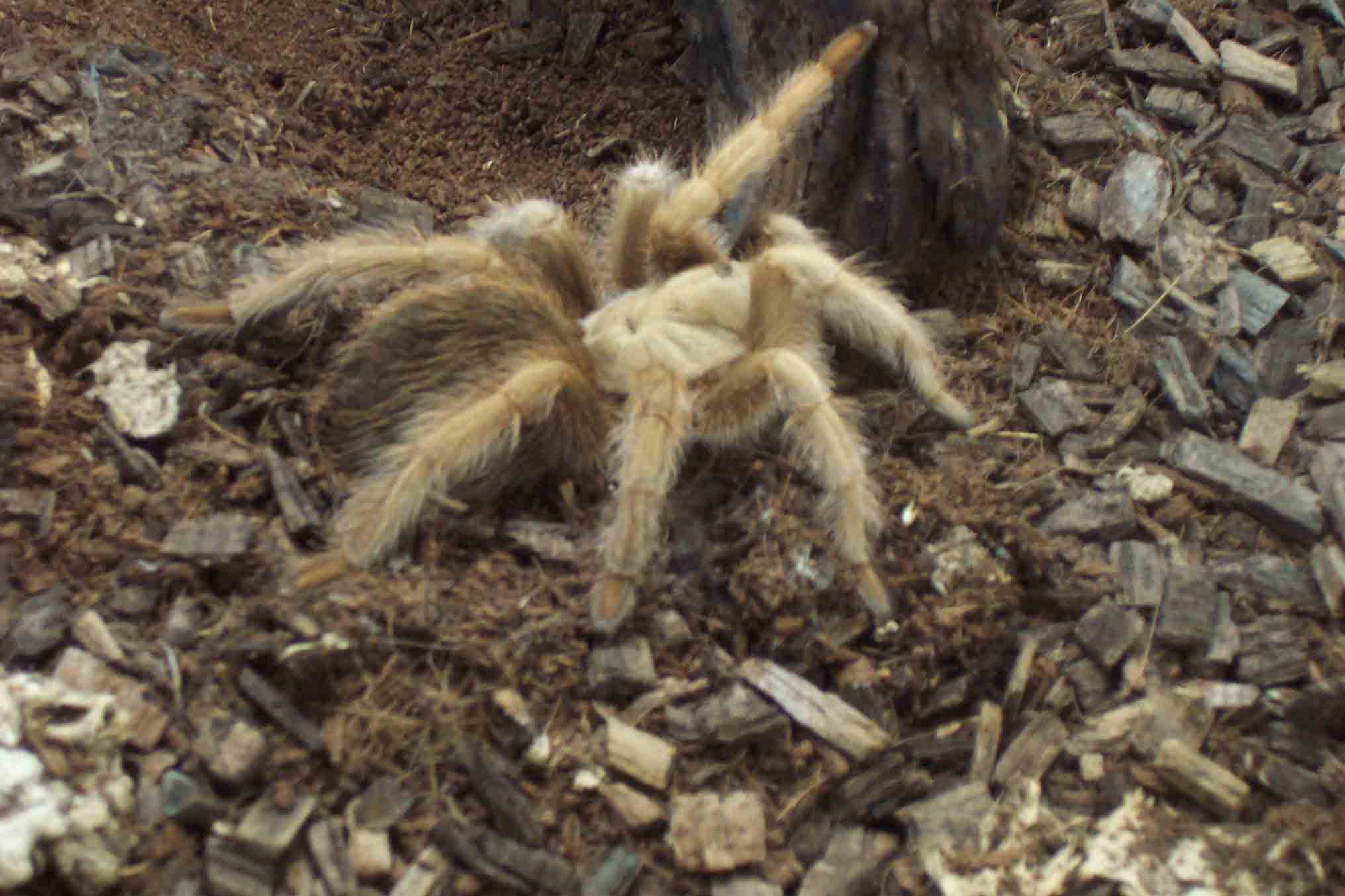 tarantula.jpg
