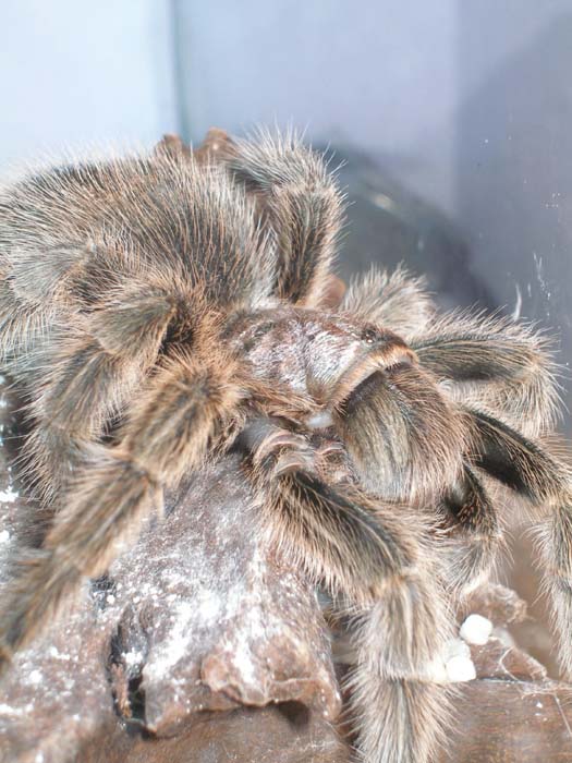 tarantulilla.jpg