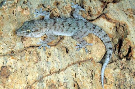 tarentola gomerensis.jpg