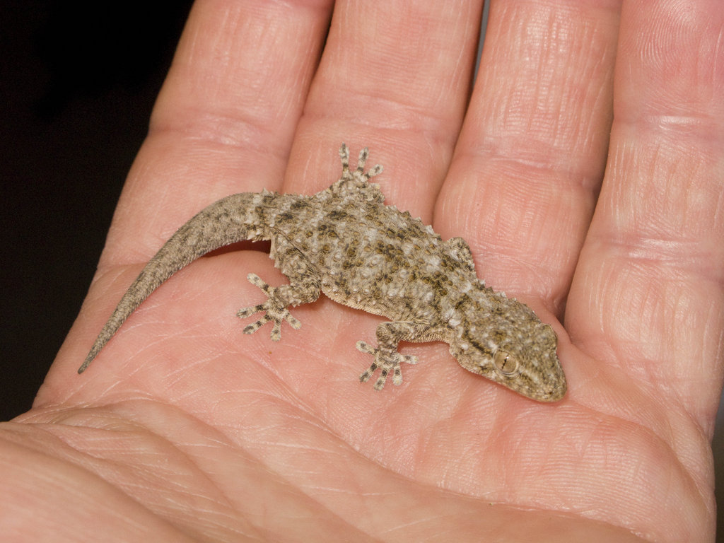 Tarentola mauritanica??