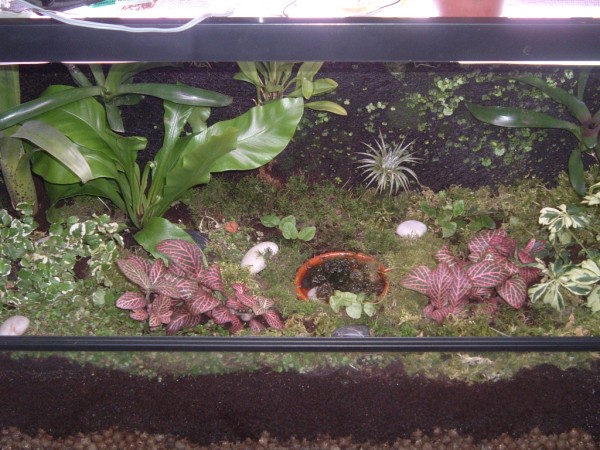 terario vista frontal (600 x 450).jpg