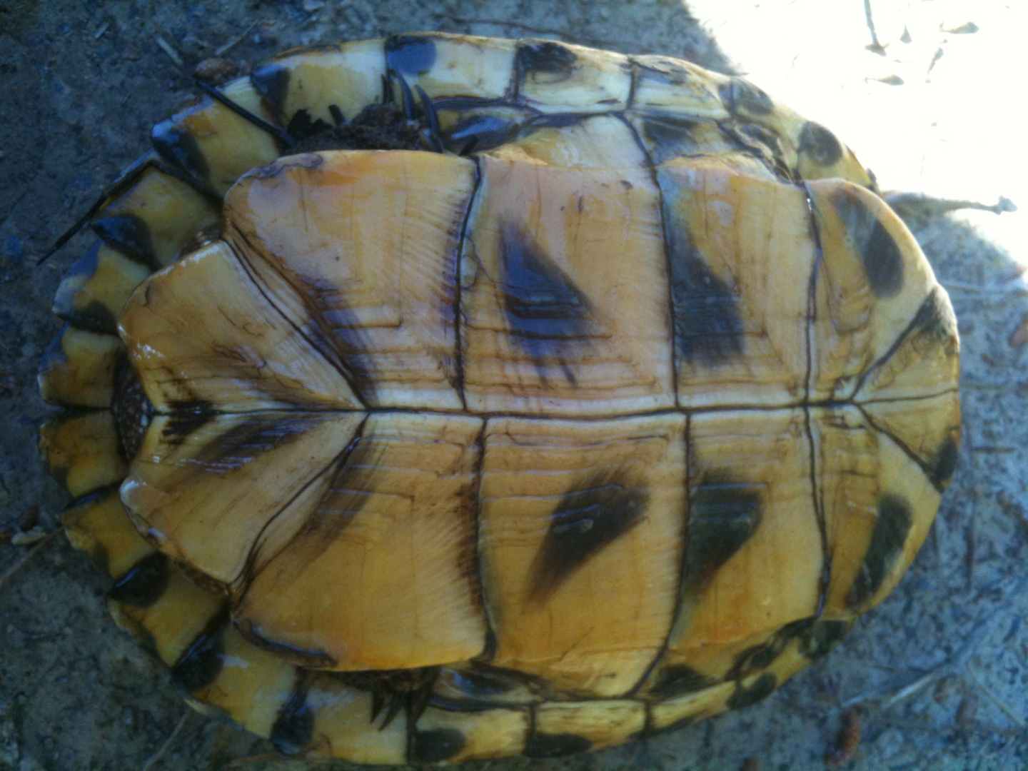 terrapen 039 [horsfieldi].jpg