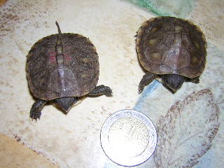 terrapene c major.JPG